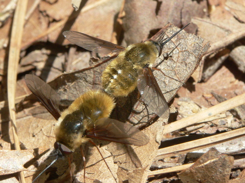 Bombylius mexicanus photo 3