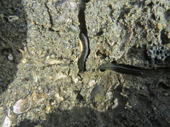 Eulalia