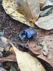 Enoplotrupes sharpi