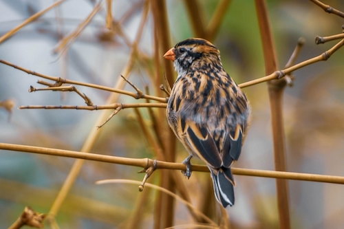 Pin-tailed Whydah