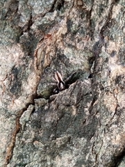 Menemerus bivittatus