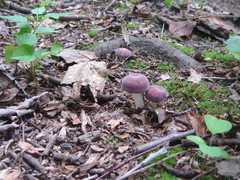Russula sericeonitens