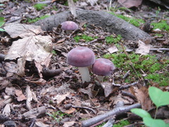 Russula sericeonitens