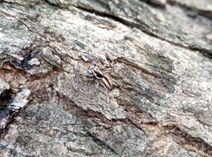 Menemerus bivittatus