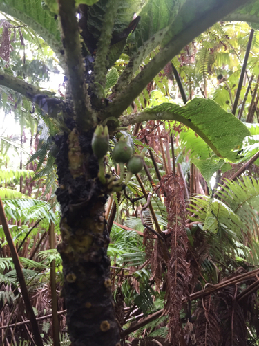 Cyanea tritomantha observed 2015-05-16