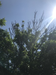 Fraxinus pennsylvanica