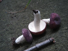 Russula sericeonitens