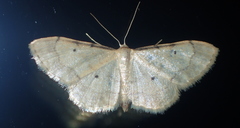 Idaea politaria