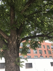 Fraxinus pennsylvanica