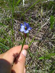 Sisyrinchium montanum