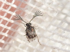Megacerus cubiculus