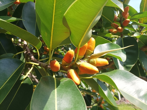 Ficus glandifera observed 2022-04-01
