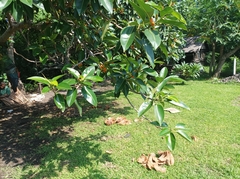 Ficus glandifera