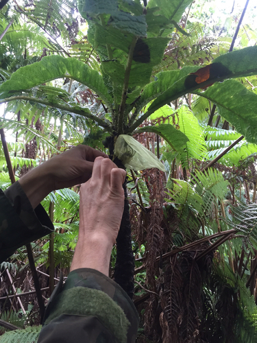 Cyanea tritomantha observed 2015-05-16