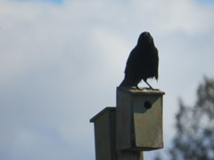 Corvus brachyrhynchos caurinus