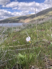 Primula pauciflora cusickii