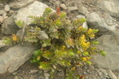 Veronica decumbens