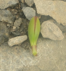 Veronica decumbens