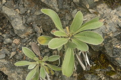 Celmisia cockayneana