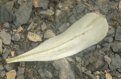 Celmisia cockayneana