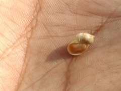 Succineidae