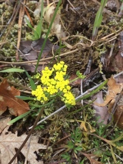Lomatium hallii