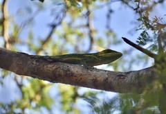 Anolis smallwoodi