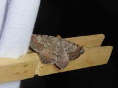 Macaria distribuaria