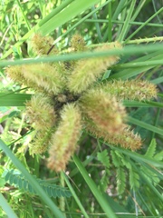 Mimosa hystricina