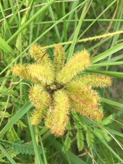 Mimosa hystricina