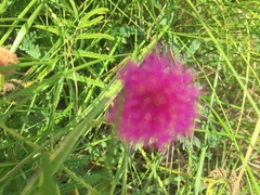 Mimosa hystricina