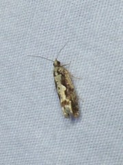 Chimoptesis pensylvaniana image
