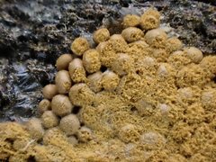 Oligonema persimile