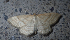 Idaea macilentaria