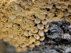 Oligonema persimile