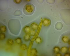 Oligonema persimile