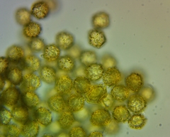 Oligonema persimile