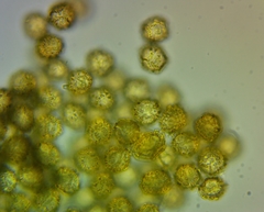 Oligonema persimile