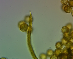 Oligonema persimile