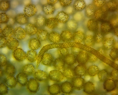 Oligonema persimile