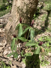 Trillium lancifolium