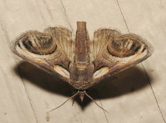 Paectes oculatrix