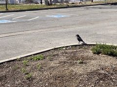 Corvus brachyrhynchos