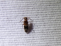 Ceratocapsini