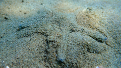 Astropecten platyacanthus