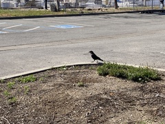 Corvus brachyrhynchos