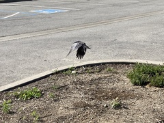Corvus brachyrhynchos