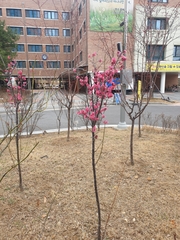 Prunus mume