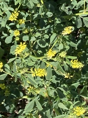 Melilotus indicus