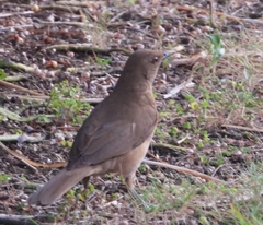 Turdus grayi